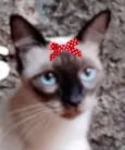 Nikole