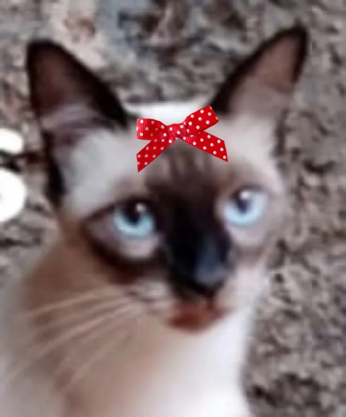 Gato raça Siamês idade 2 a 6 meses nome Nikole