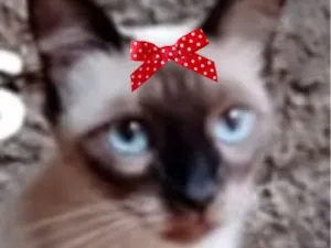 Gato raça Siamês idade 2 a 6 meses nome Nikole