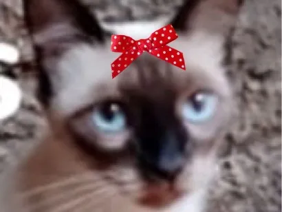 Gato raça Siamês idade 2 a 6 meses nome Nikole
