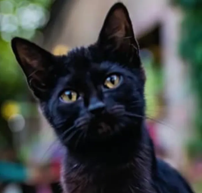 Gato raça SRD-ViraLata idade 2 a 6 meses nome Nick