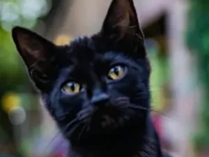 Gato raça SRD-ViraLata idade 2 a 6 meses nome Nick