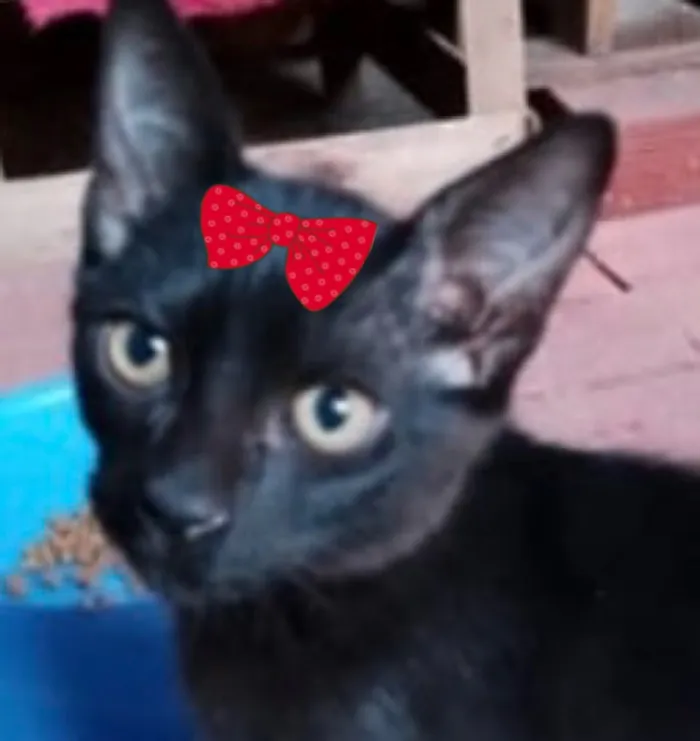 Gato raça SRD-ViraLata idade 2 a 6 meses nome Mimi