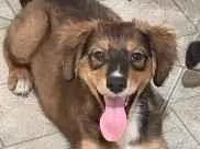 Cachorro raça SRD-ViraLata idade 2 a 6 meses nome Não tem até o momento 