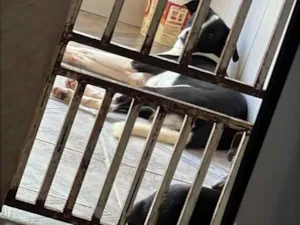 Cachorro raça SRD-ViraLata idade 2 anos nome Alfy e mel