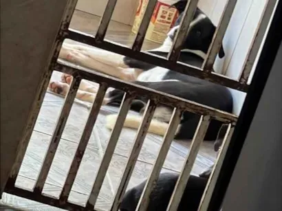 Cachorro raça SRD-ViraLata idade 2 anos nome Alfy e mel