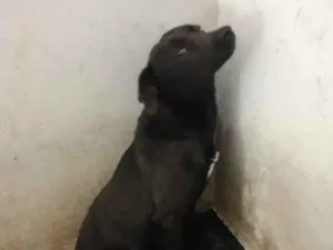 Cachorro raça SRD-ViraLata idade 1 ano nome Jinx