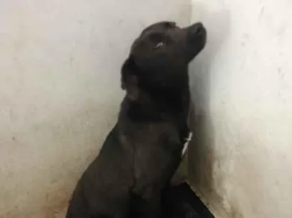 Cachorro raça SRD-ViraLata idade 1 ano nome Jinx