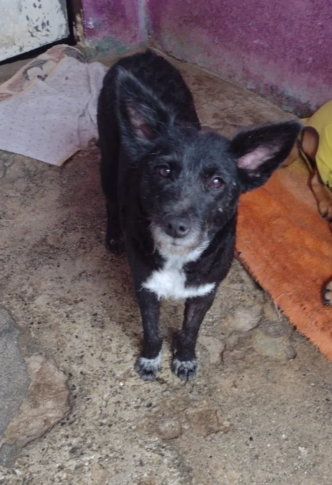 Cachorro raça SRD-ViraLata idade 1 ano nome Jade