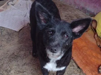 Cachorro raça SRD-ViraLata idade 1 ano nome Jade