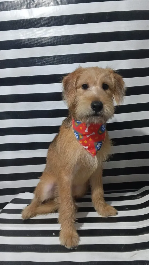 Cachorro raça SRD-ViraLata idade 7 a 11 meses nome Max