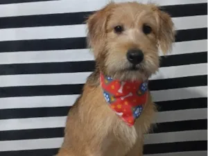 Cachorro raça SRD-ViraLata idade 7 a 11 meses nome Max