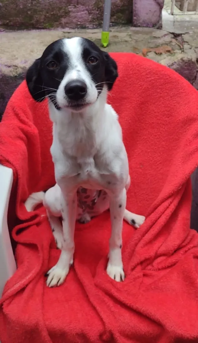 Cachorro raça SRD-ViraLata idade 1 ano nome Babi