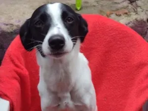 Cachorro raça SRD-ViraLata idade 1 ano nome Babi