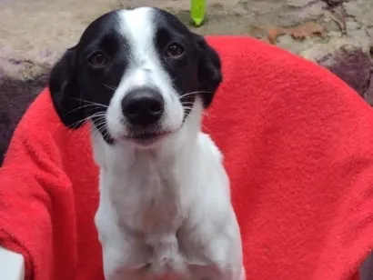 Cachorro raça SRD-ViraLata idade 1 ano nome Babi