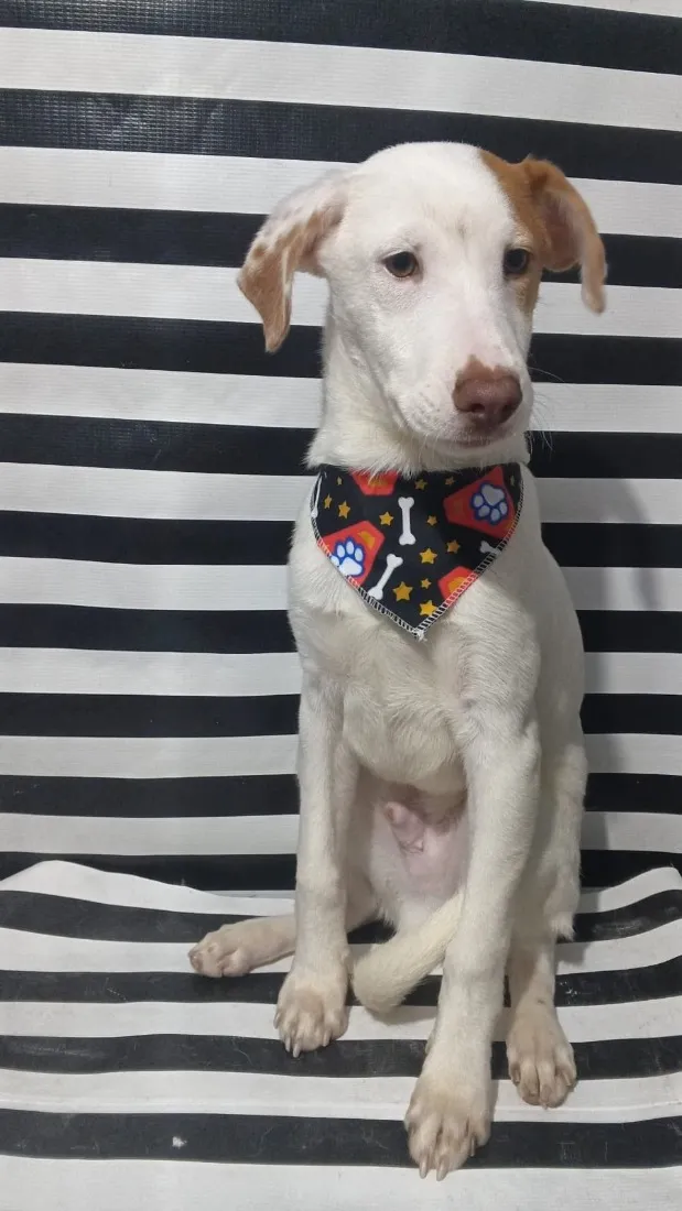 Cachorro raça SRD-ViraLata idade 7 a 11 meses nome Billy