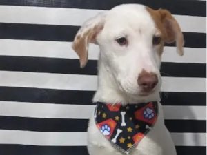 Cachorro raça SRD-ViraLata idade 7 a 11 meses nome Billy