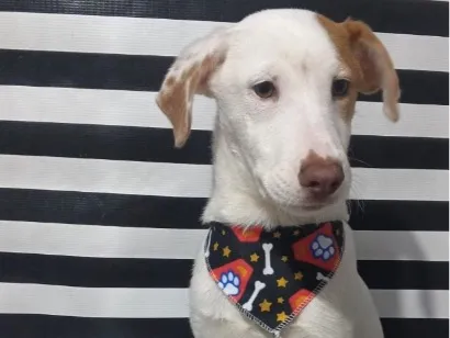 Cachorro raça SRD-ViraLata idade 7 a 11 meses nome Billy