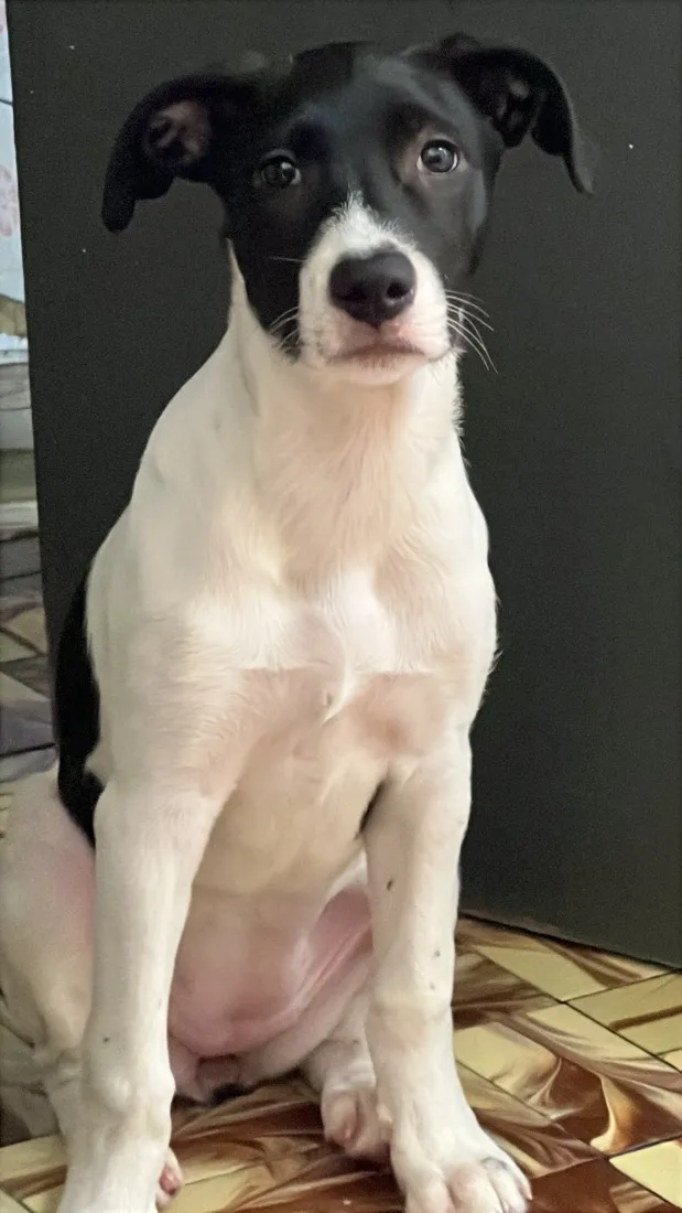 Cachorro raça SRD-ViraLata idade 2 a 6 meses nome Rafaela