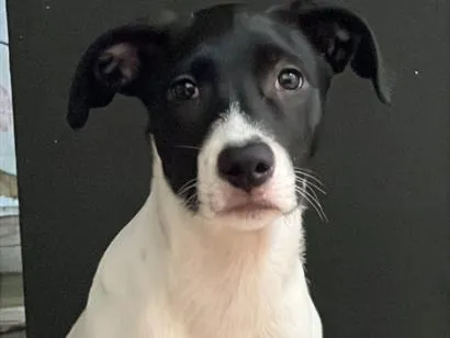 Cachorro raça SRD-ViraLata idade 2 a 6 meses nome Rafaela