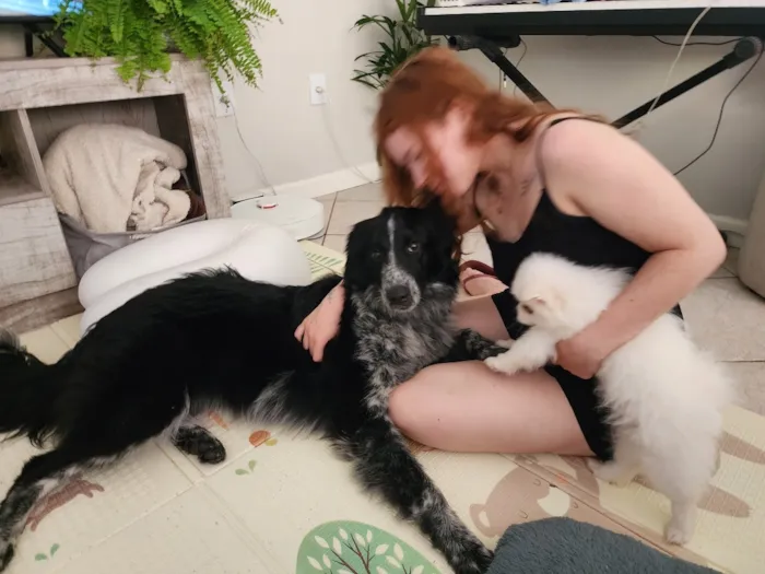 Cachorro raça SRD-ViraLata idade 1 ano nome Cookie