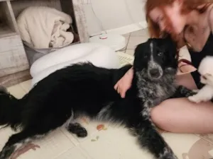 Cachorro raça SRD-ViraLata idade 1 ano nome Cookie