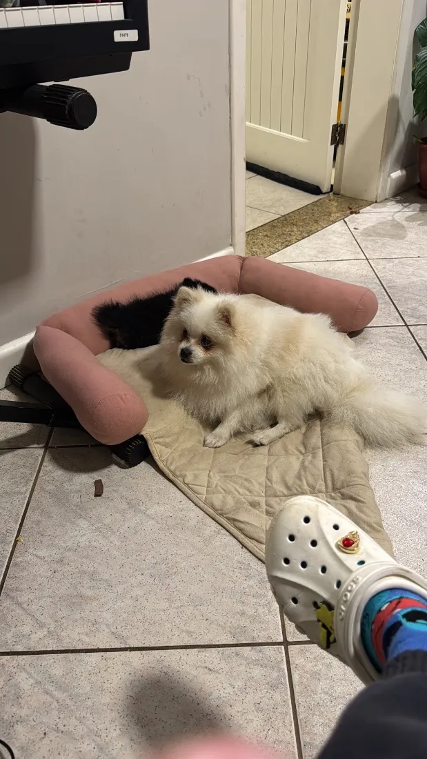 Cachorro raça Lhasa Apso idade 1 ano nome Brule