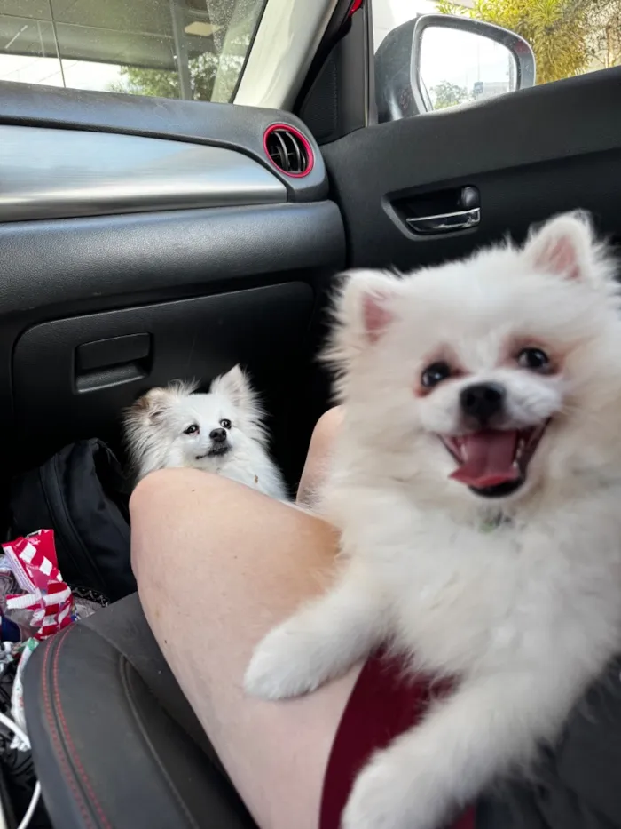 Cachorro raça Lhasa Apso idade 1 ano nome Brule