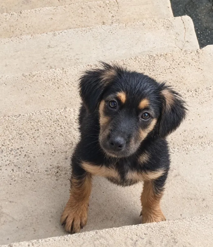 Cachorro raça SRD-ViraLata idade 2 a 6 meses nome Belinha