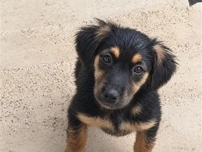 Cachorro raça SRD-ViraLata idade 2 a 6 meses nome Belinha