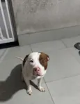FRED