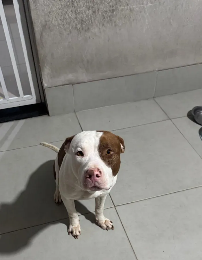 Cachorro raça Pit-Bull idade 3 anos nome FRED