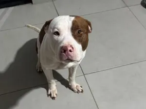 Cachorro raça Pit-Bull idade 3 anos nome FRED