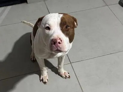 Cachorro raça Pit-Bull idade 3 anos nome FRED