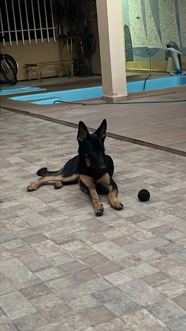 Cachorro raça Pastor Alemão idade 7 a 11 meses nome Apolo