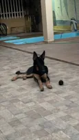 Apolo