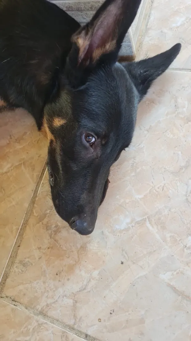 Cachorro raça Pastor Alemão idade 7 a 11 meses nome Apolo