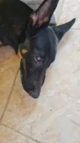 Apolo