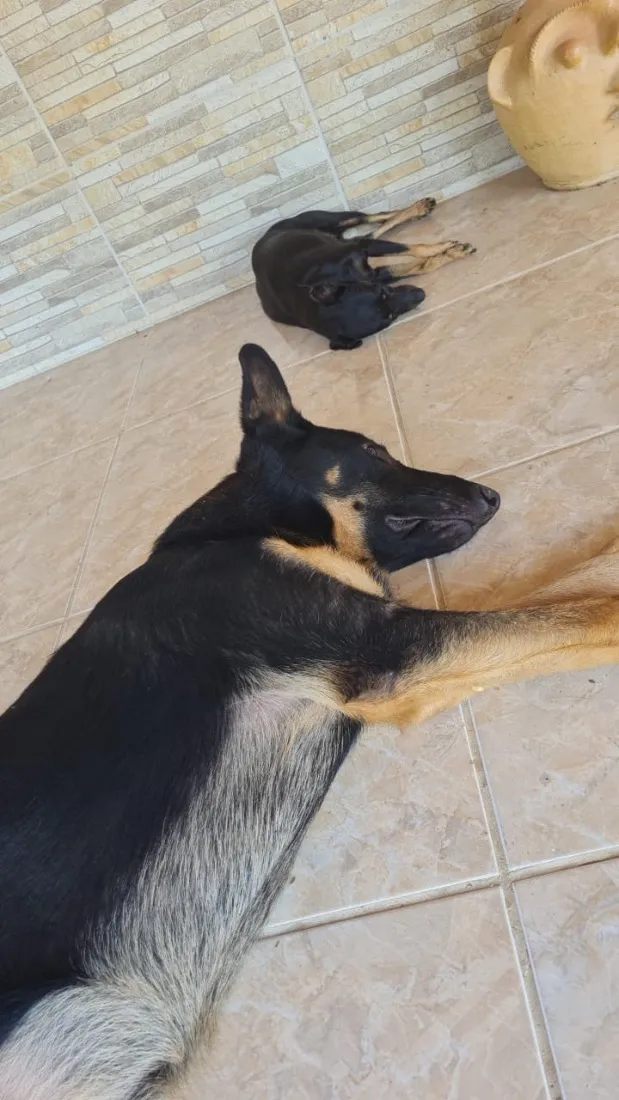 Cachorro raça Pastor Alemão idade 7 a 11 meses nome Apolo
