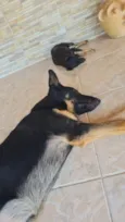 Apolo