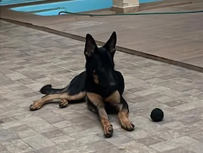 Cachorro raça Pastor Alemão idade 7 a 11 meses nome Apolo