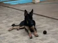 Apolo