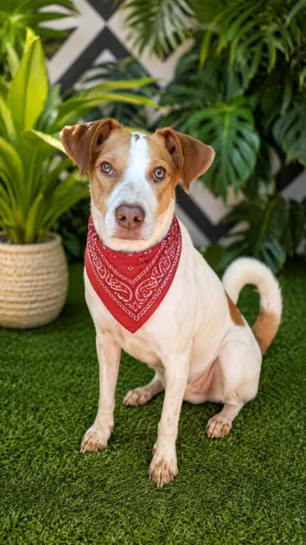 Cachorro raça SRD-ViraLata idade 2 anos nome KAILAN