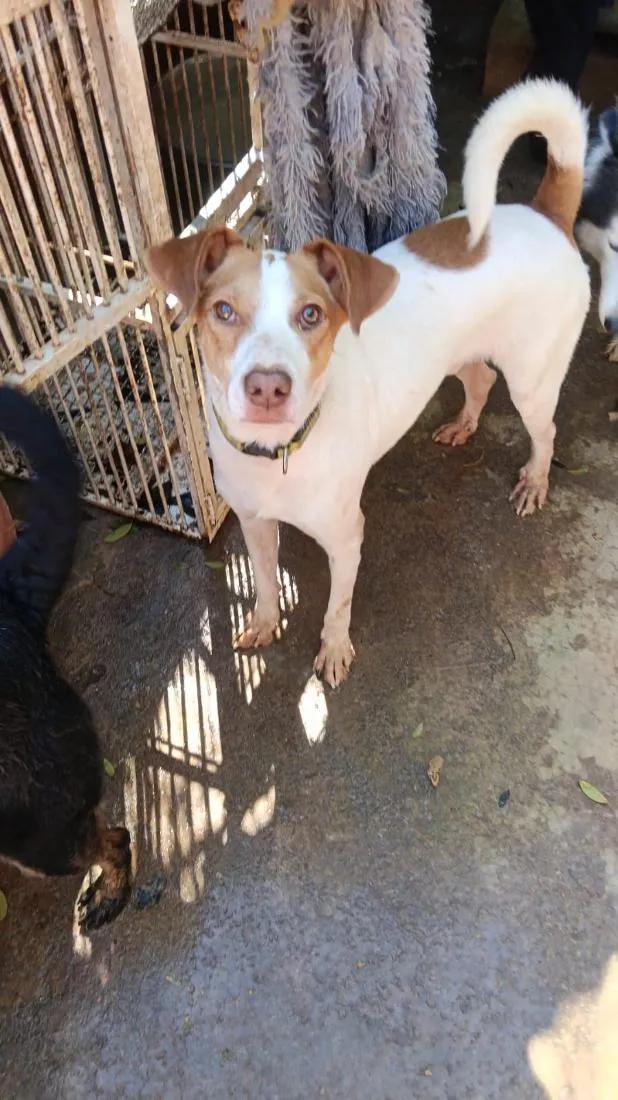 Cachorro raça SRD-ViraLata idade 2 anos nome KAILAN