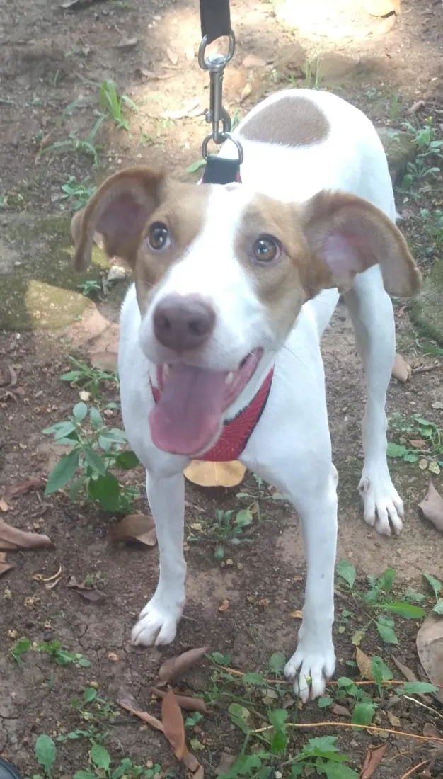 Cachorro raça SRD-ViraLata idade 2 anos nome KAILAN