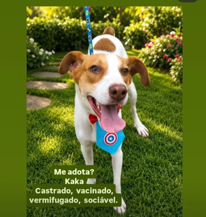 Cachorro raça SRD-ViraLata idade 2 anos nome KAILAN