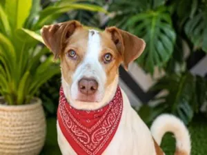 Cachorro raça SRD-ViraLata idade 2 anos nome KAILAN