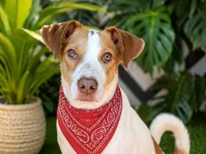 Cachorro raça SRD-ViraLata idade 2 anos nome KAILAN