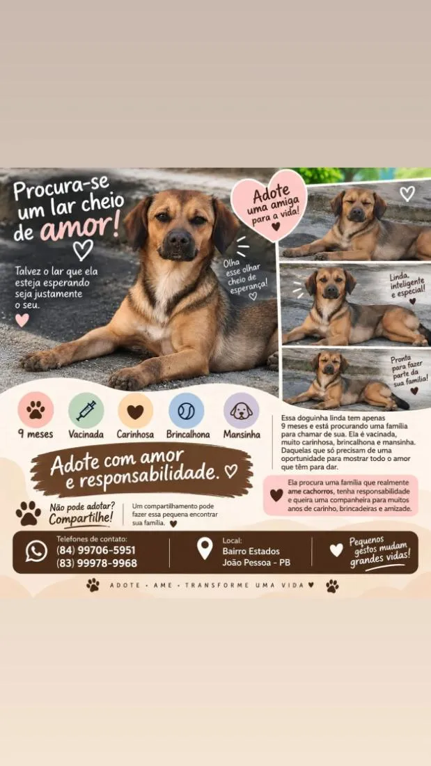 Cachorro raça SRD-ViraLata idade 1 ano nome Galega