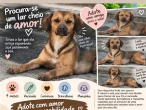 Cachorro raça SRD-ViraLata idade 1 ano nome Galega